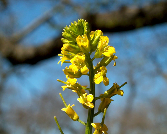 barbarea_vulgaris4124.jpg