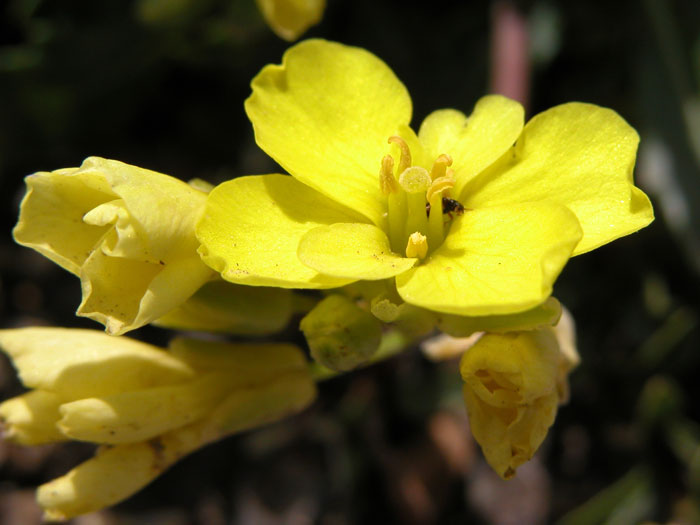 brassica_repanda5944.jpg