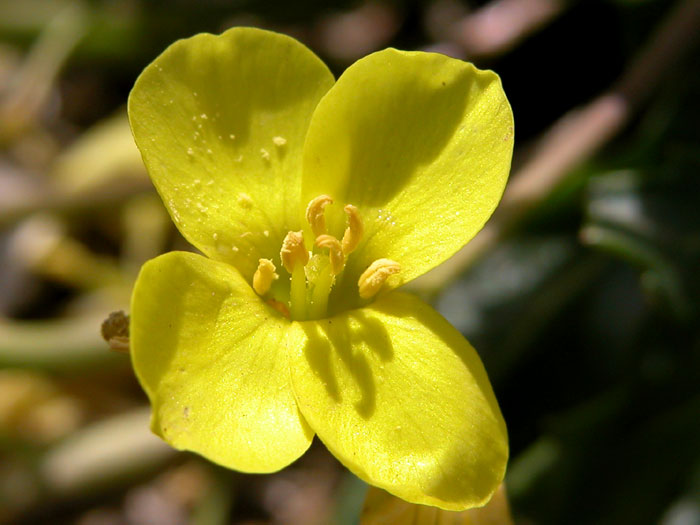 brassica_repanda5947.jpg