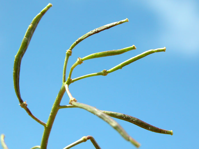 brassica_repanda5948.jpg