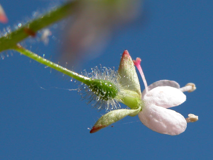 circaea_lutetiana5383.jpg