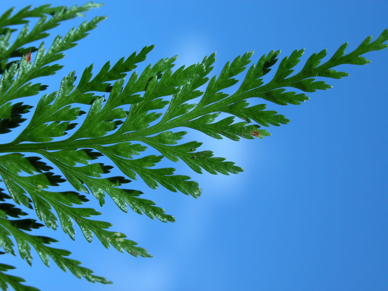 asplenium_onopt6474.jpg