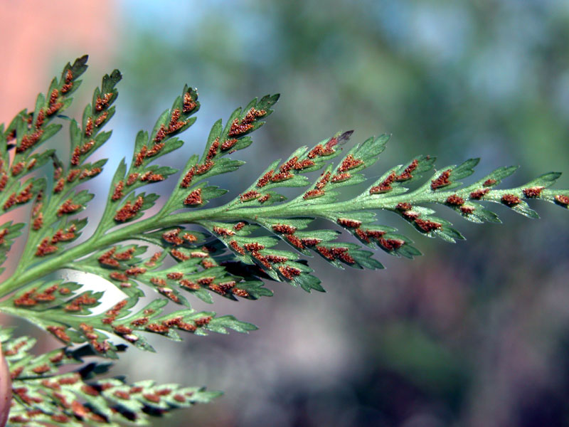 asplenium_onopt6558.jpg