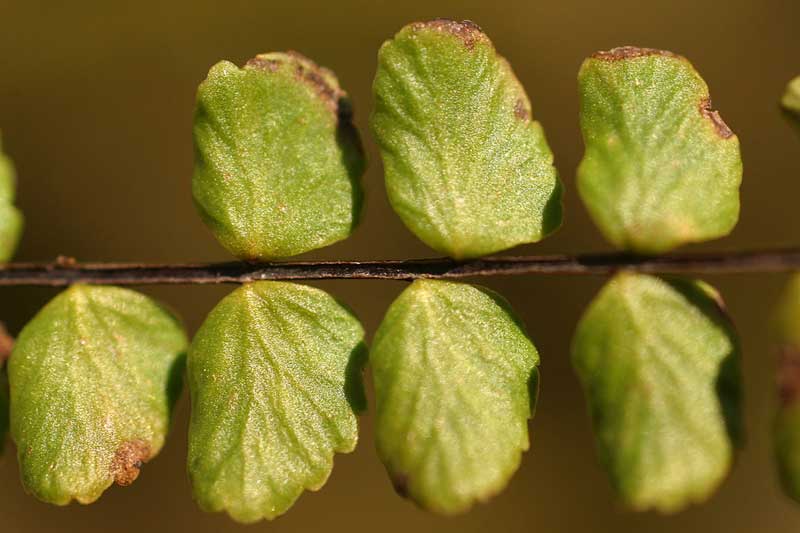 asplenium_tric_1684.jpg