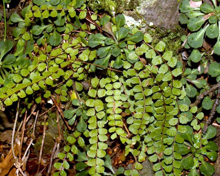 asplenium_tricomanes8257.jpg