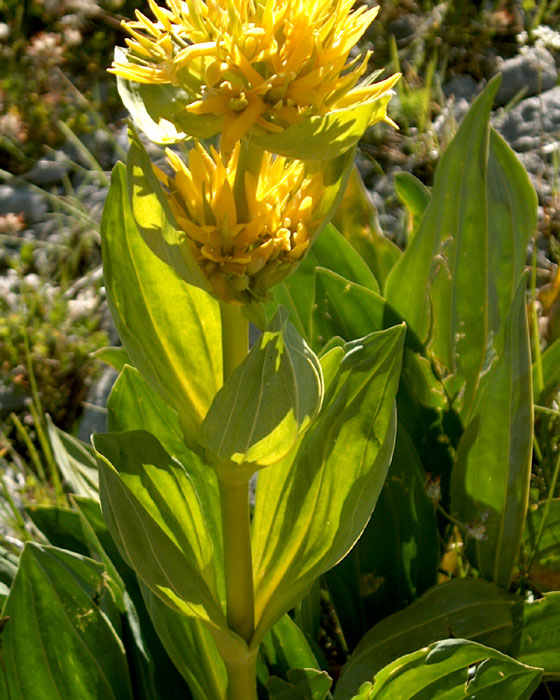 Gentiana lutea