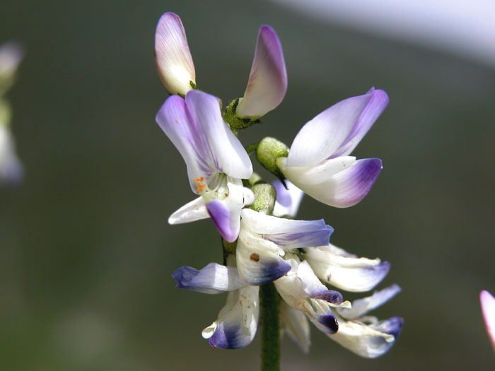 astragalus_alpinus25695.jpg