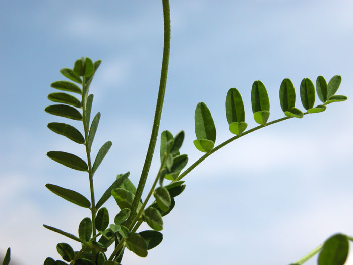 astragalus_alpinus25699.jpg