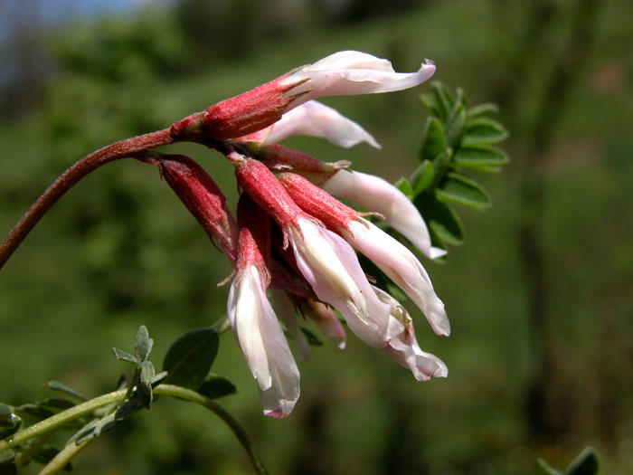 astragalus_dep4594.jpg