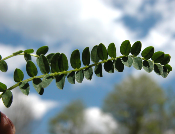 astragalus_dep4596.jpg