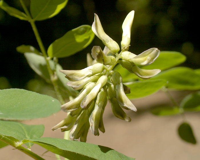 astragalus_glyciphyll218.jpg