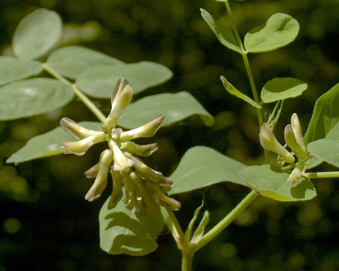 astragalus_glyciphyll221.jpg