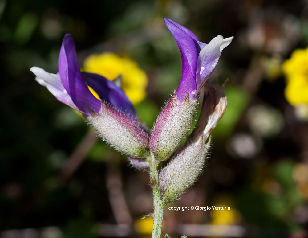 astragalus_ves_m_bolza_06_11-(1).jpg