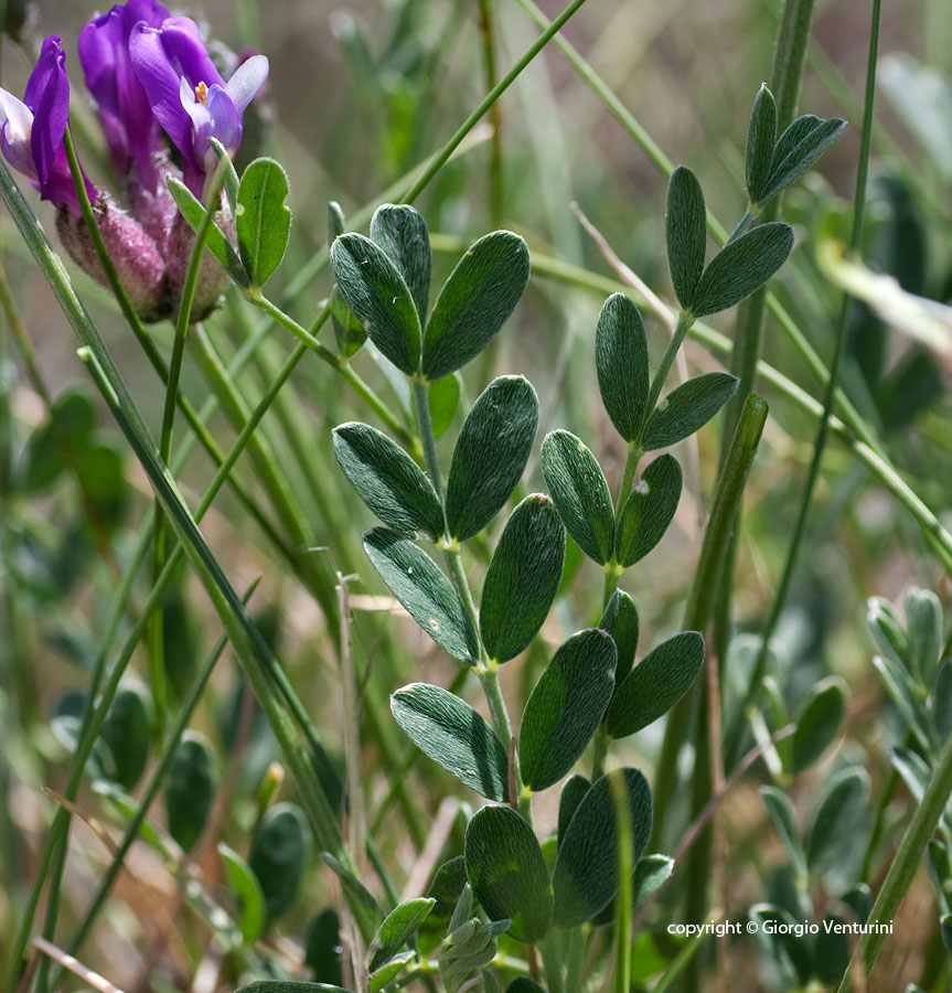 astragalus_ves_m_bolza_06_11-(20).jpg