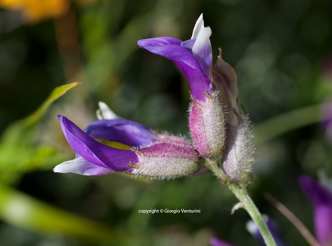 astragalus_ves_m_bolza_06_11-(4).jpg