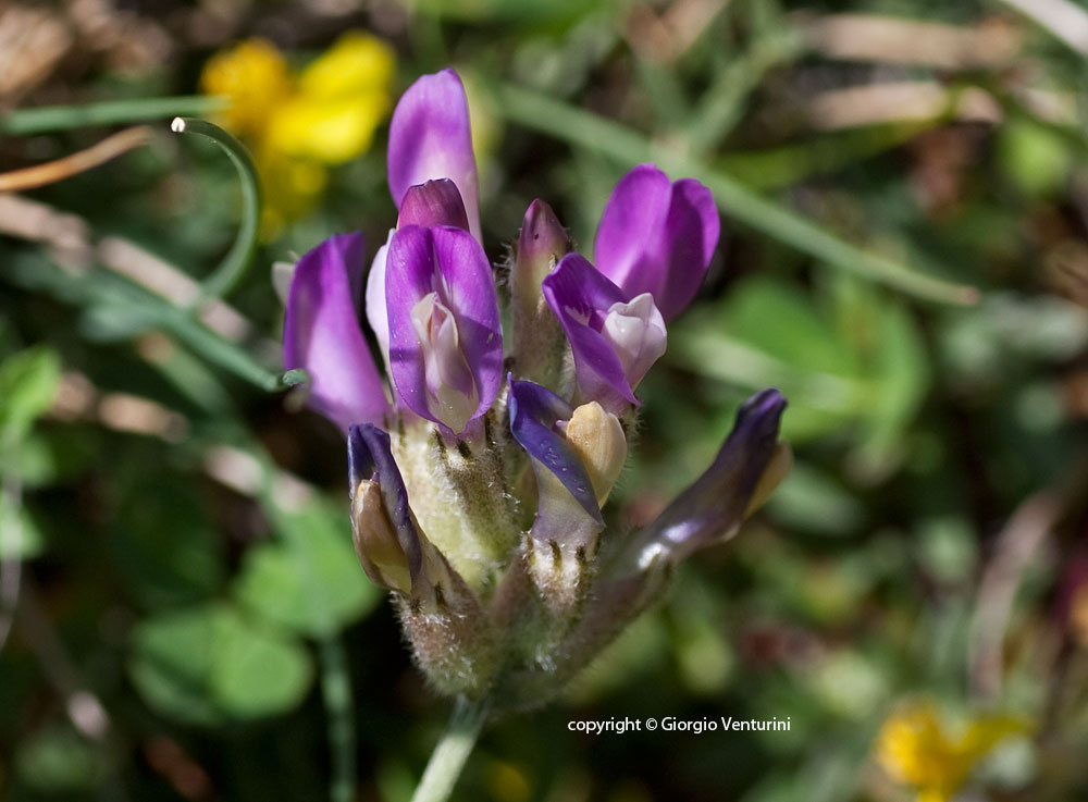 astragalus_ves_m_bolza_06_11-(6).jpg