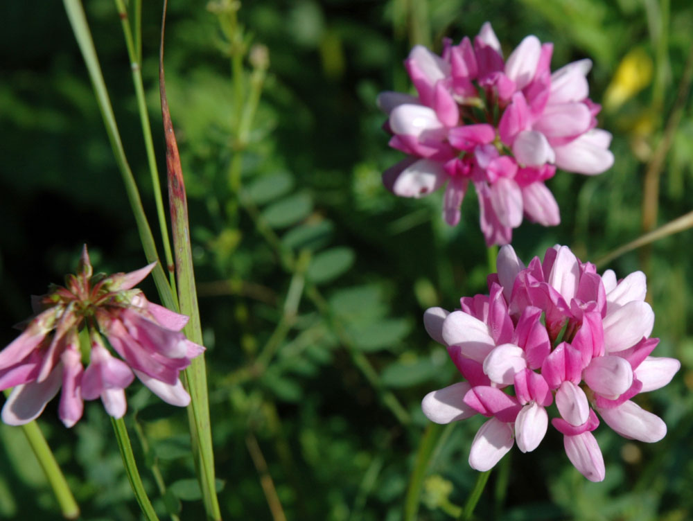 coronilla_0123.jpg