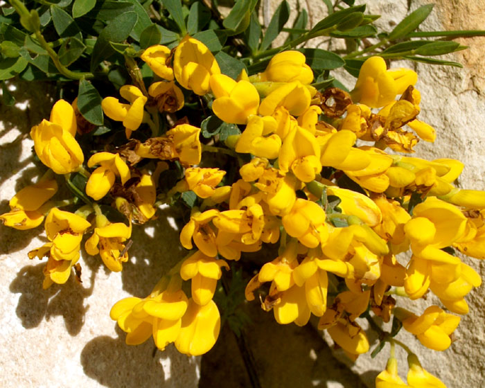 cytisus_decumbens6046.jpg