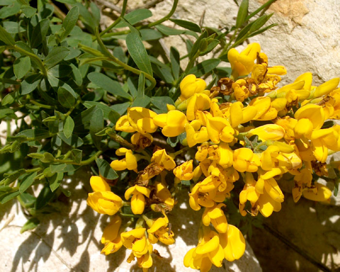 cytisus_decumbens6047.jpg