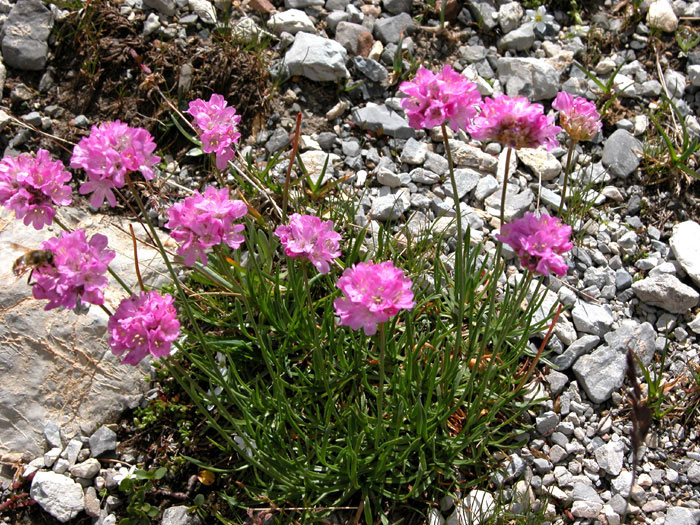 armeria5968.jpg