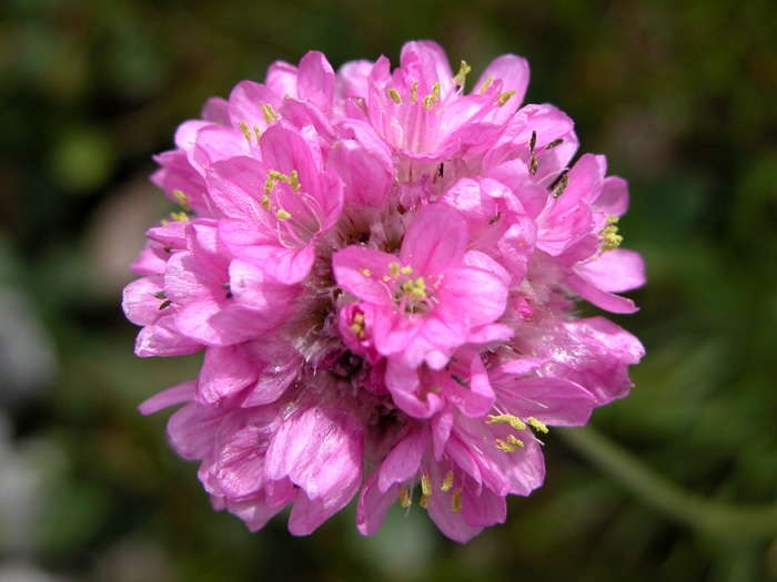 armeria5972.jpg