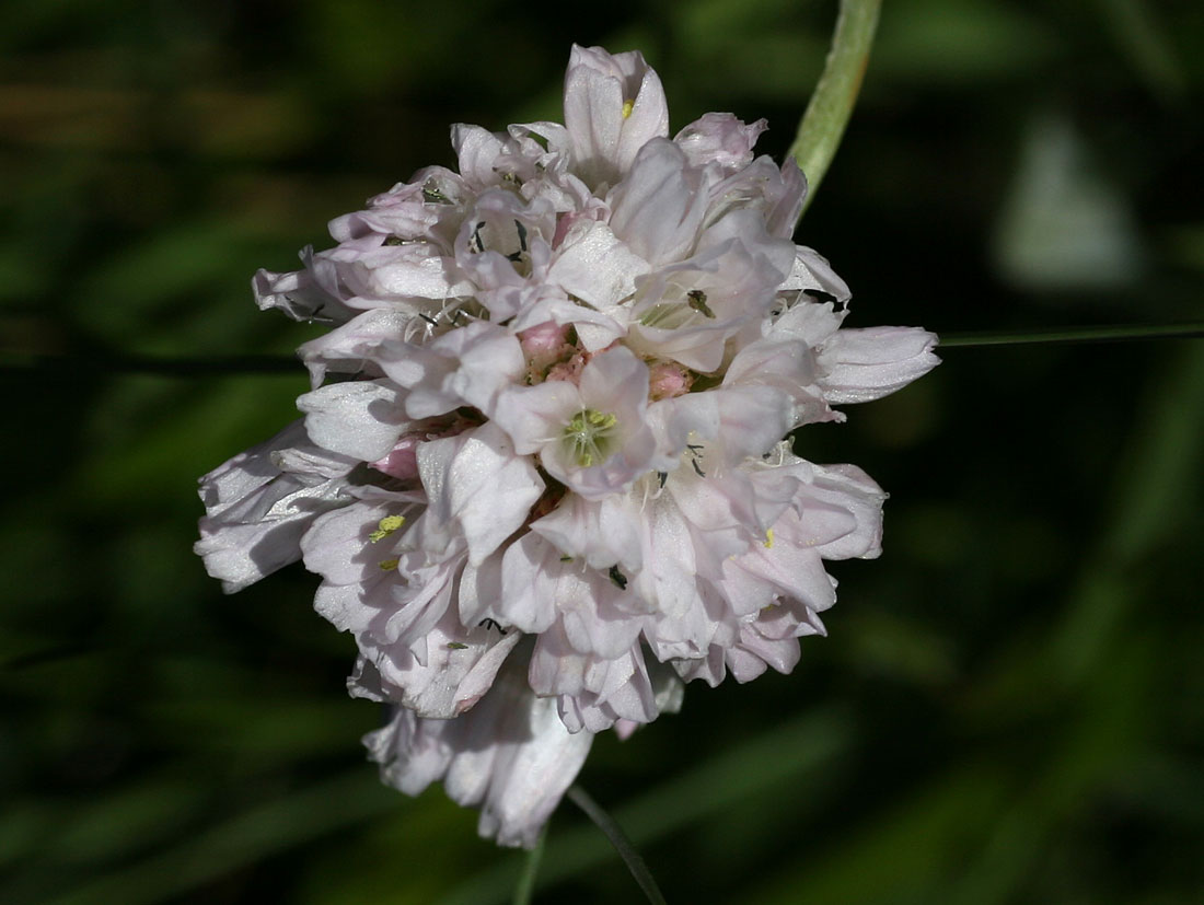 armeria_9278.jpg