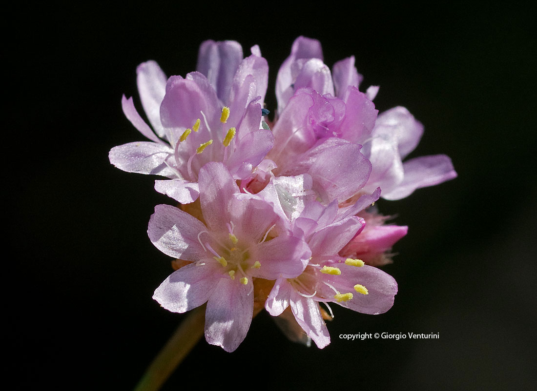 armeria_rez_0808_3563.jpg