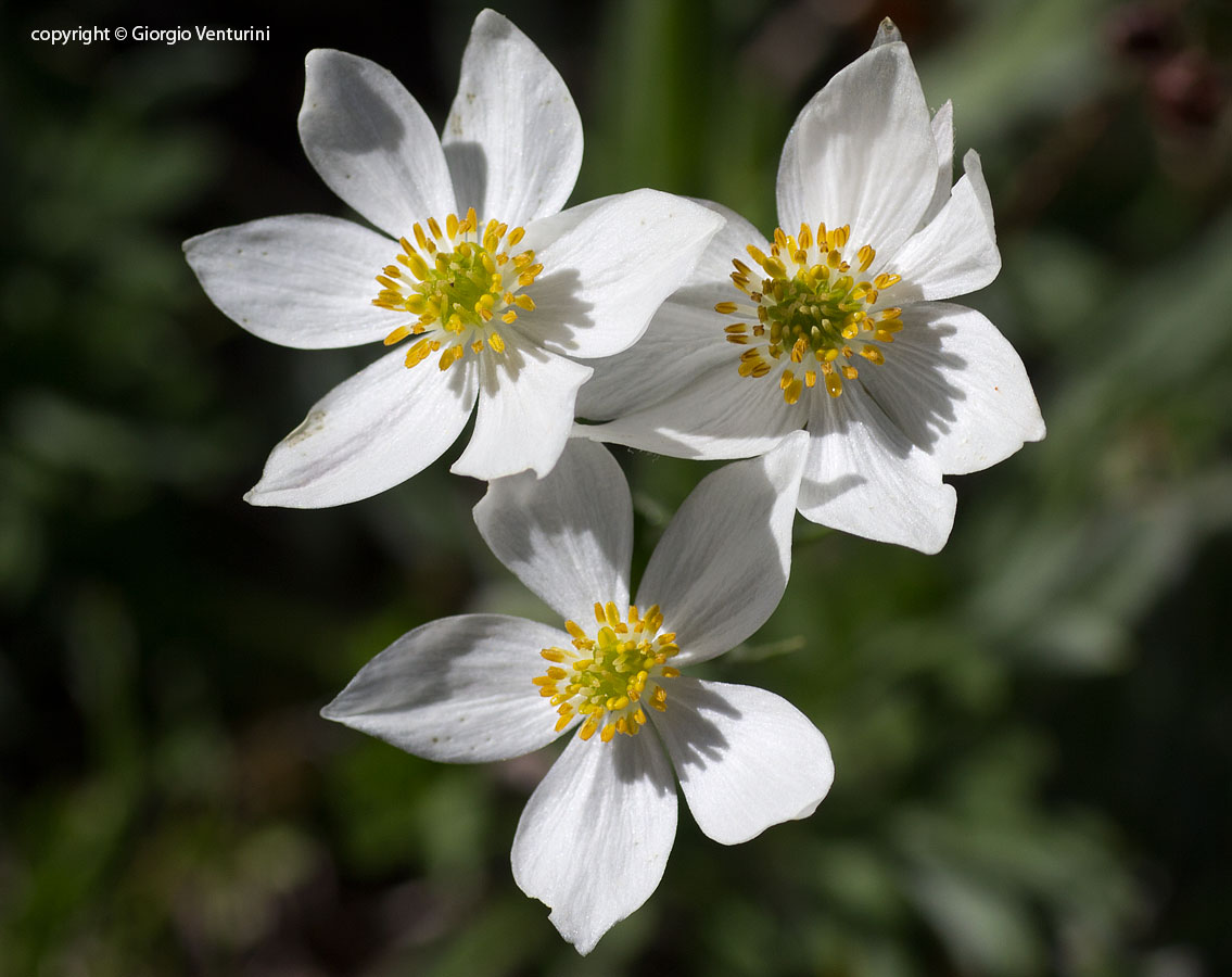 anemone_narciss_gransasso_giugno_IMG_2500.jpg