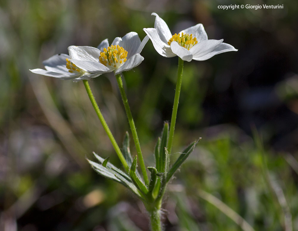 anemone_narciss_gransasso_giugno_IMG_2507.jpg