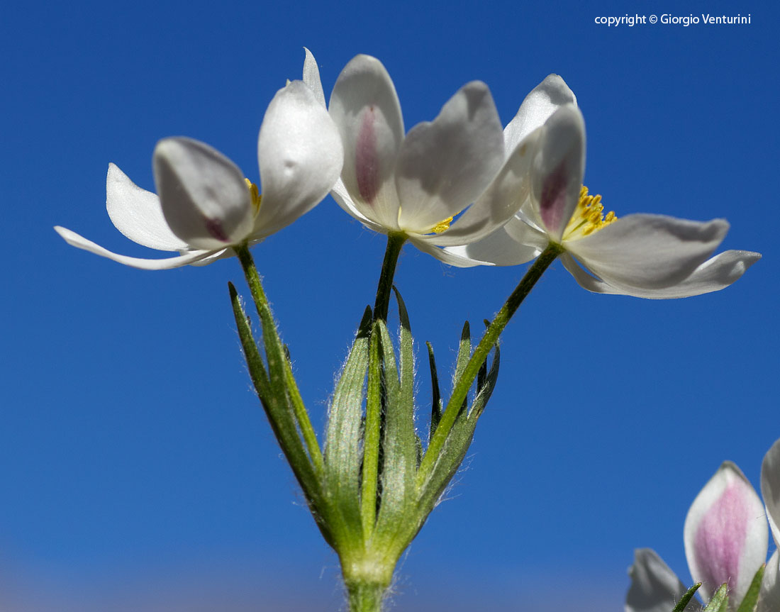 anemone_narciss_gransasso_giugno_IMG_2520.jpg