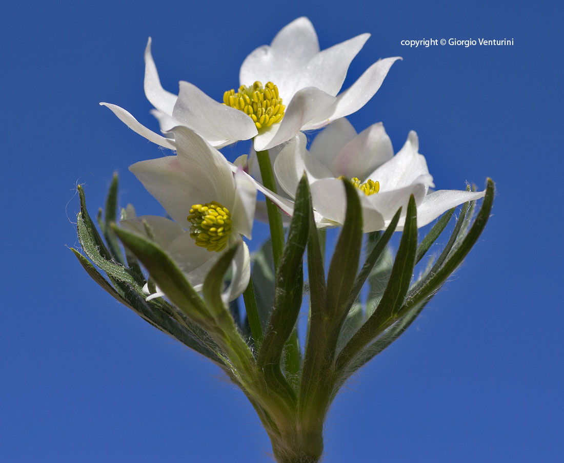 anemone_narciss_gransasso_giugno_IMG_2521.jpg