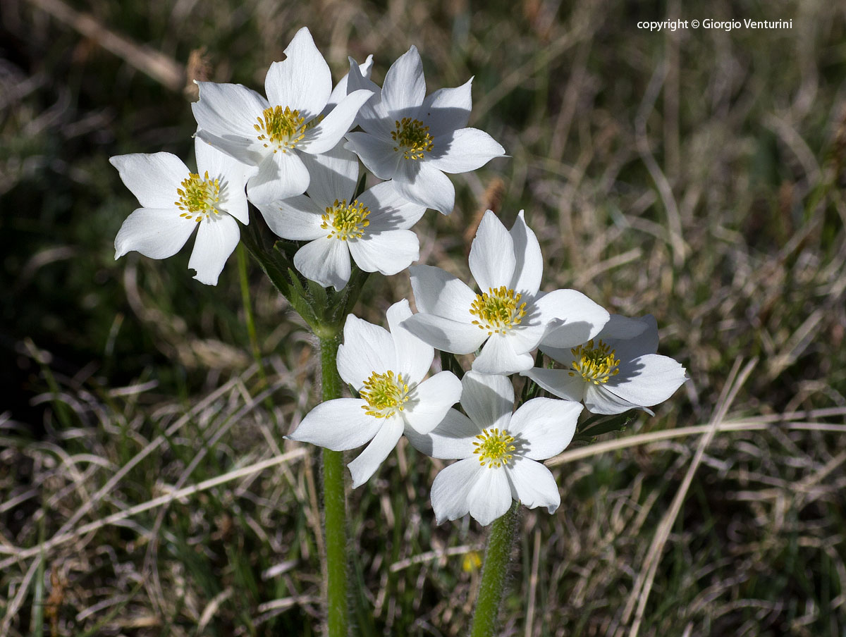 anemone_narciss_gransasso_giugno_IMG_2525.jpg