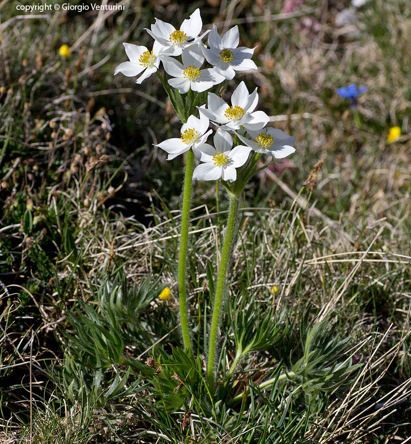 anemone_narciss_gransasso_giugno_IMG_2529.jpg