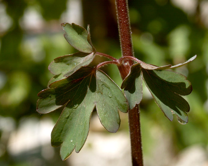 aquilegia04648.jpg