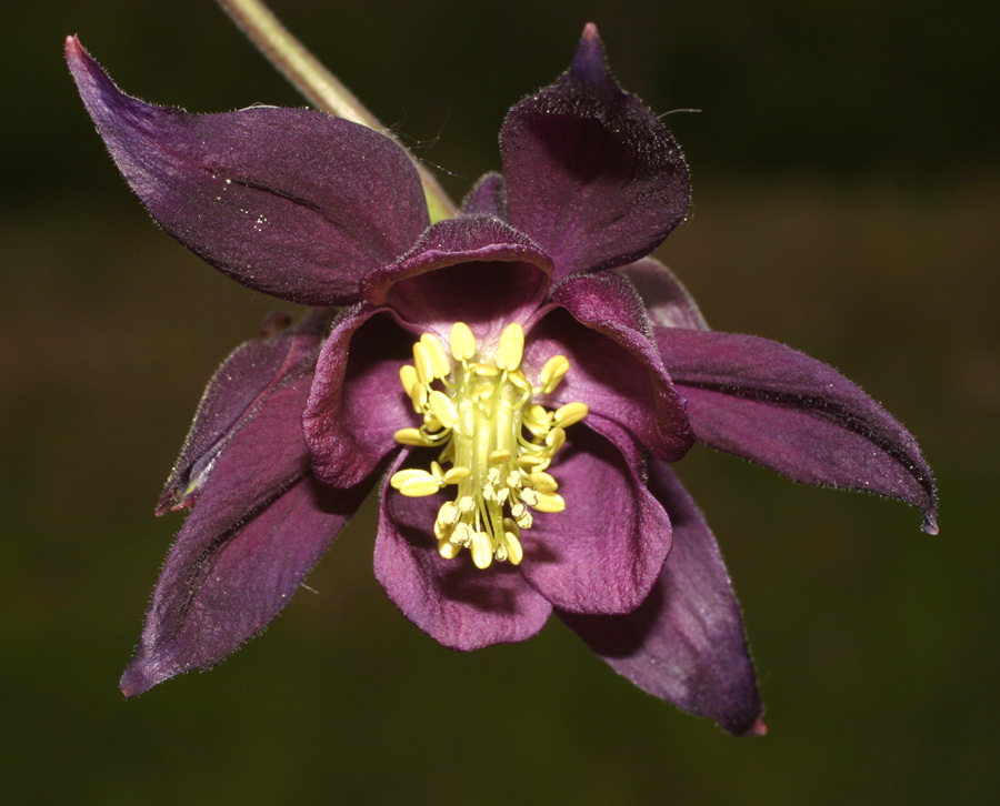 aquilegia_5364.jpg