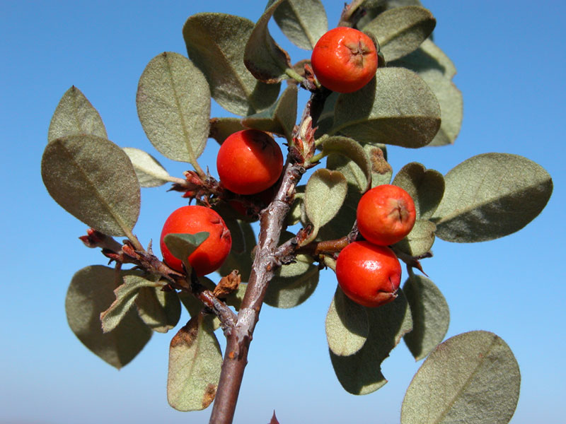 cotoneaster7758.jpg