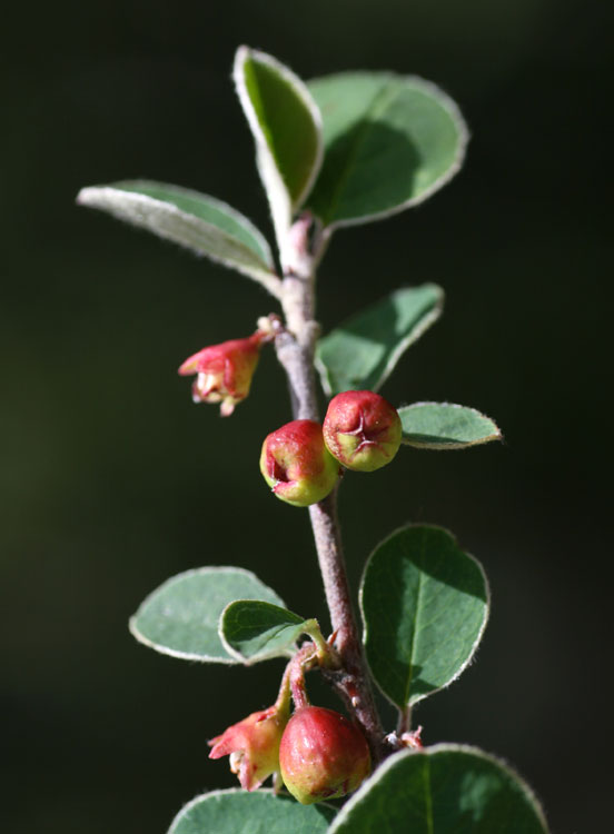 cotoneaster_9616.jpg