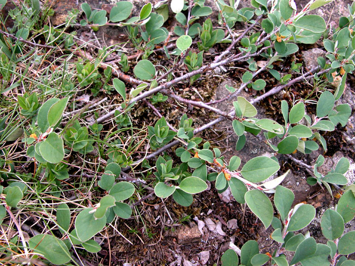 cotoneaster_integ1449.jpg