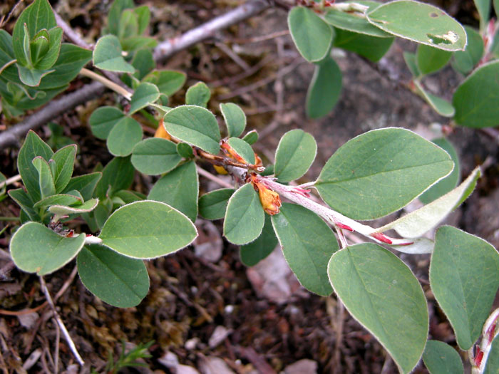 cotoneaster_integ1450.jpg