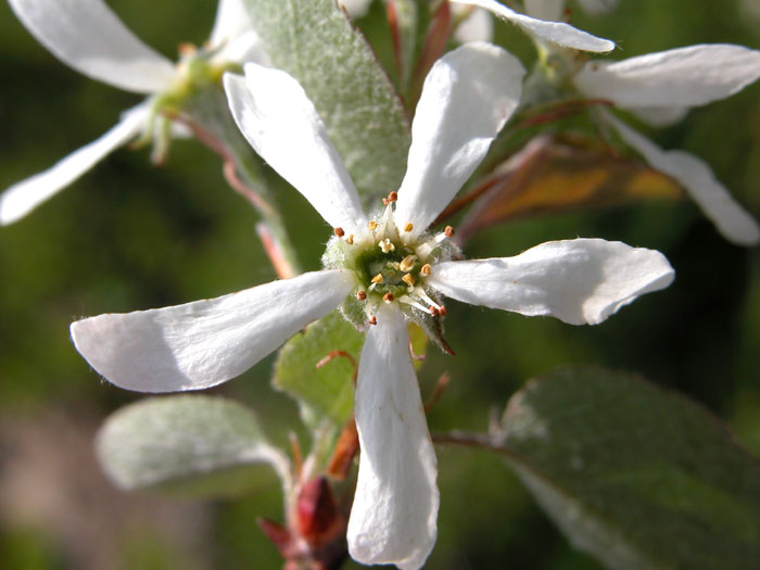 amelanchier5073.jpg