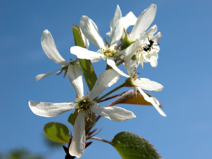 amelanchier5074.jpg