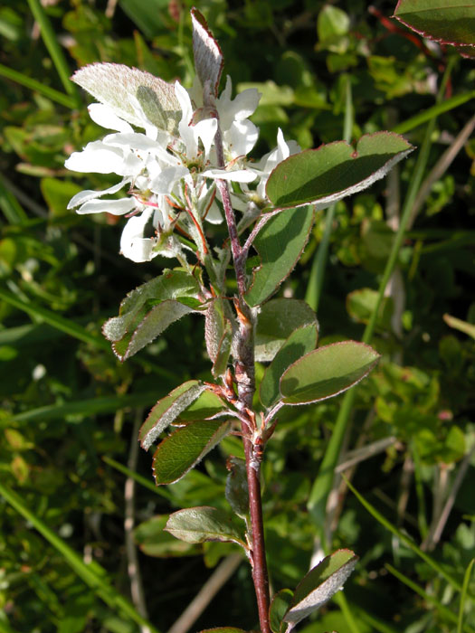 amelanchier5076.jpg