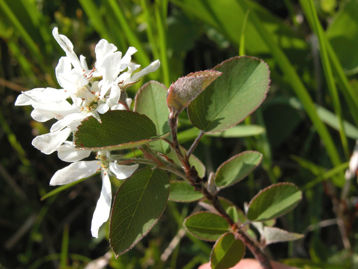 amelanchier5077.jpg