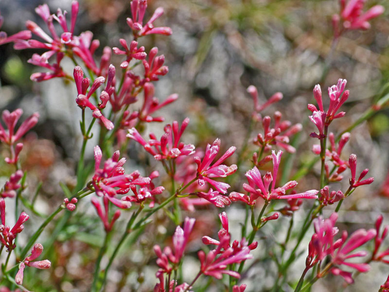 asperula_0126.jpg