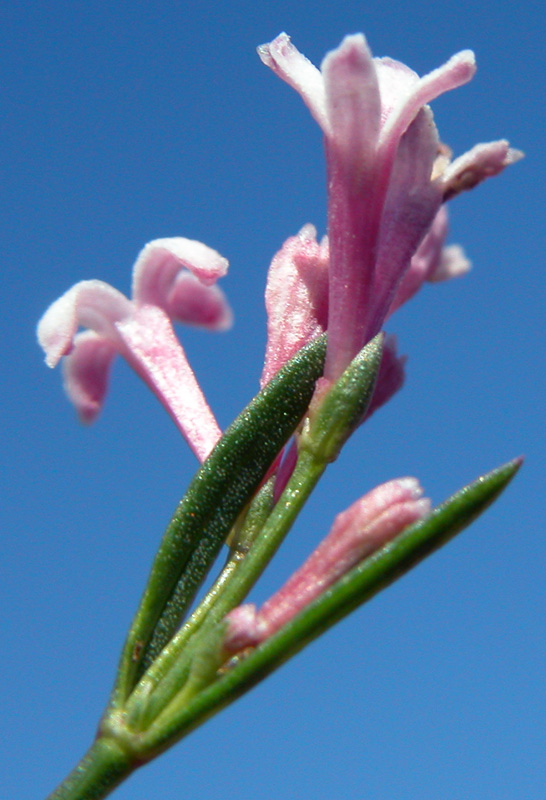 asperula_arist7612.jpg