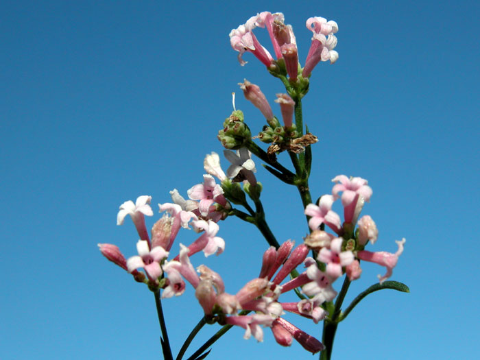 asperula_cyn6176.jpg