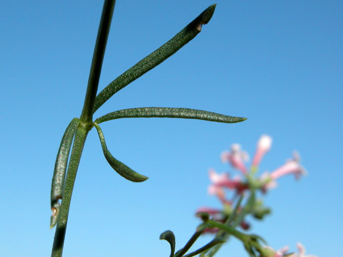 asperula_cyn6177.jpg