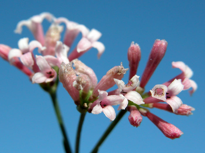 asperula_cyn6178.jpg