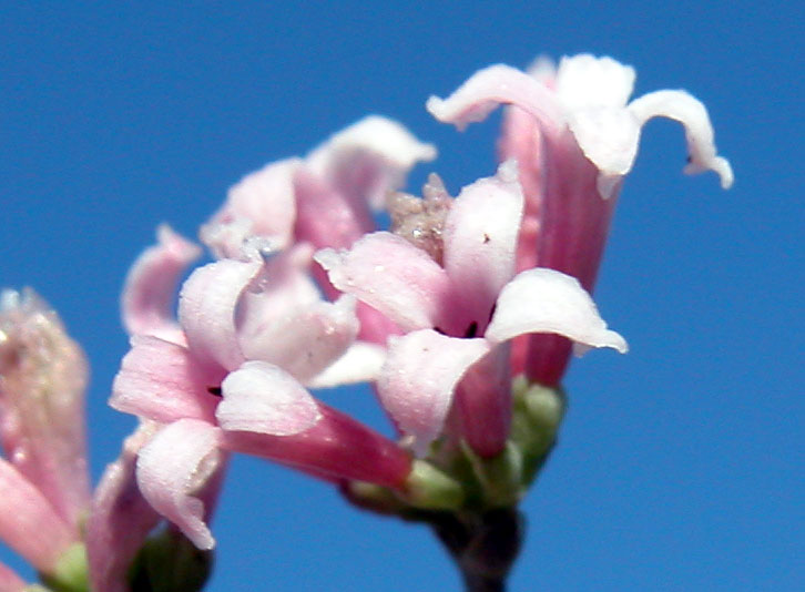 asperula_cyn6181.jpg