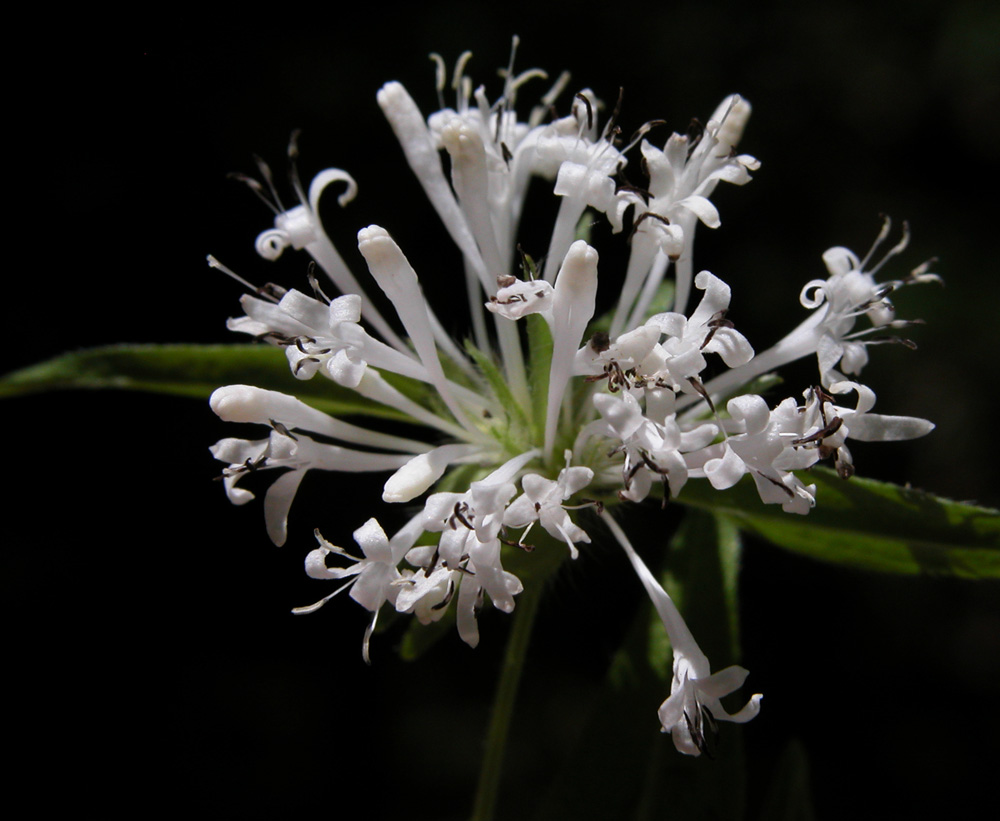 asperula_taur8167.jpg